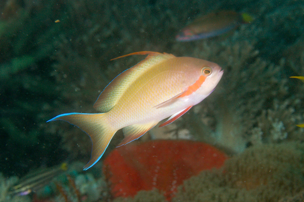 Basslets - Red-cheeked Fairy Basslet