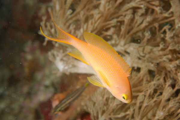 Basslets - Red-cheeked Fairy Basslet