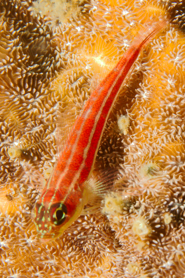 Blennies - Tropical Striped Triplefin