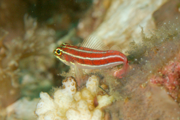 Blennies - Tropical Striped Triplefin