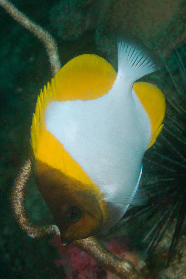 Butterflyfish - Pyramid Butterflyfish