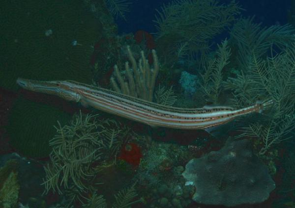 Trumpetfish - Trumpetfish