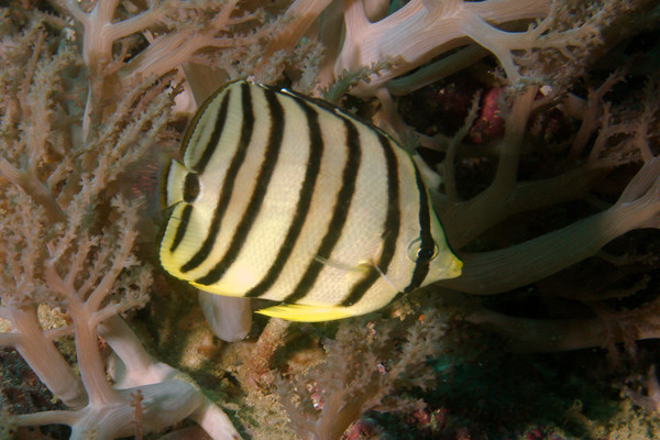 Butterflyfish - Eight-banded butterflyfish