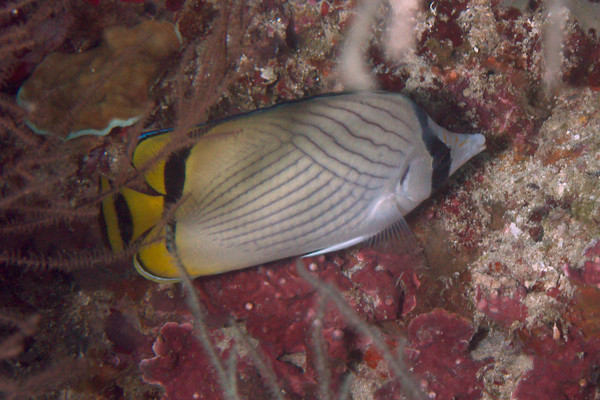 Butterflyfish - Vagabond Butterflyfish