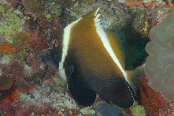 Butterflyfish - Humphead bannerfish