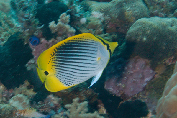 Butterflyfish - Tail-spot Butterflyfish