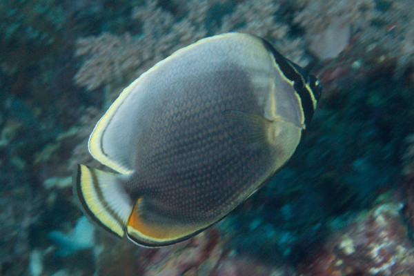 Butterflyfish - Reticulated butterflyfish