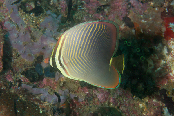 Butterflyfish - Eastern triangular butterflyfish