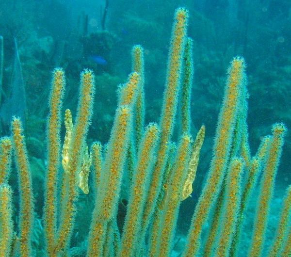 Filefish - Slender Filefish