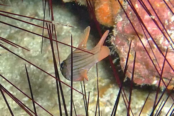 Cardinalfish - Many-lined Cardinalfish