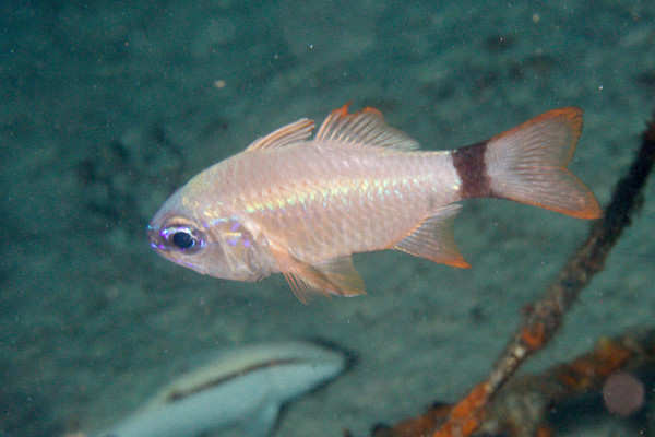 Cardinalfish - Ring-tailed Cardinalfish