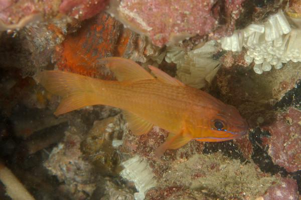 Cardinalfish - Goldbelly Cardinalfish