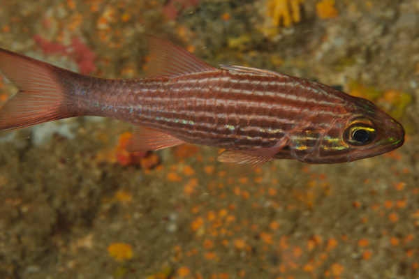 Cardinalfish - Tiger Cardinalfish