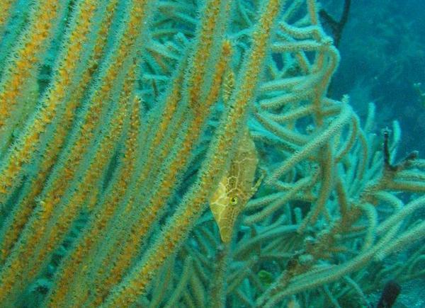 Filefish - Slender Filefish