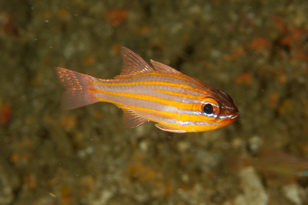 Cardinalfish - Orange-lined Cardinalfish