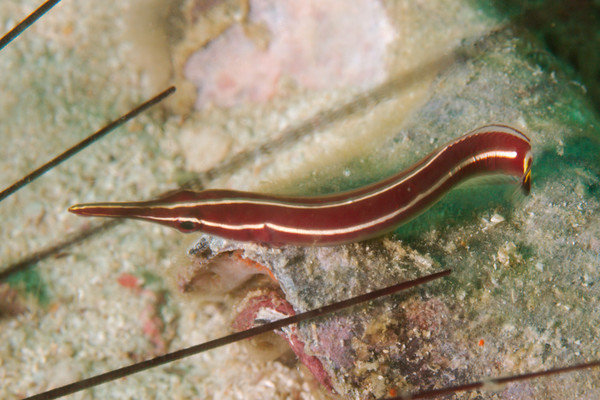 Gobies - Longsnout Clingfish