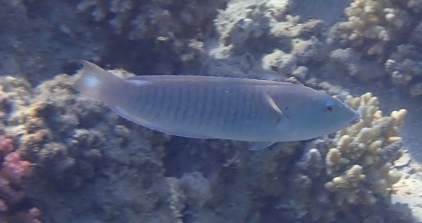 Wrasse - Pastel ring wrasse