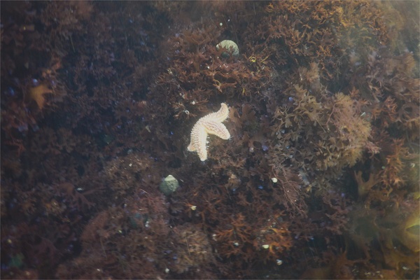 Starfish - Forbes Sea Star