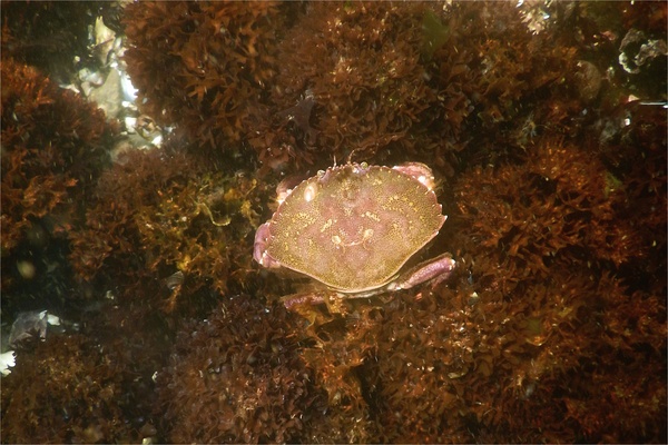 Crabs - Atlantic Rock Crab