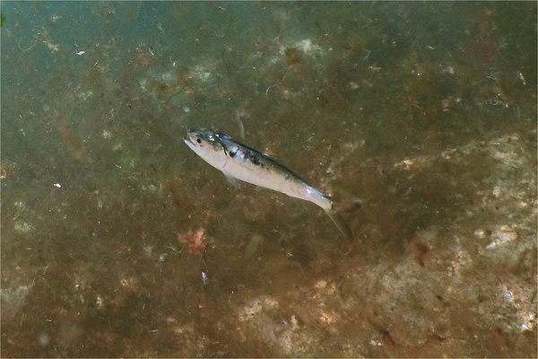 Herrings - American Menhaden