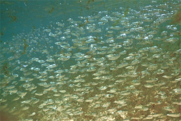 Herrings - American Menhaden