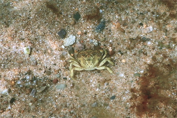 True Crabs - European Green Crab