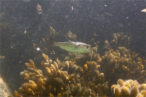 Herrings - American Menhaden