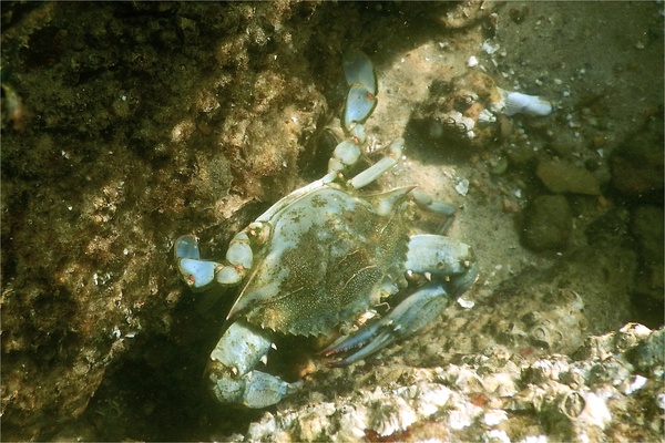 Crabs - Blue Crab