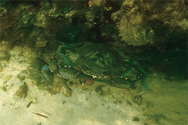 Crabs - Blue Crab