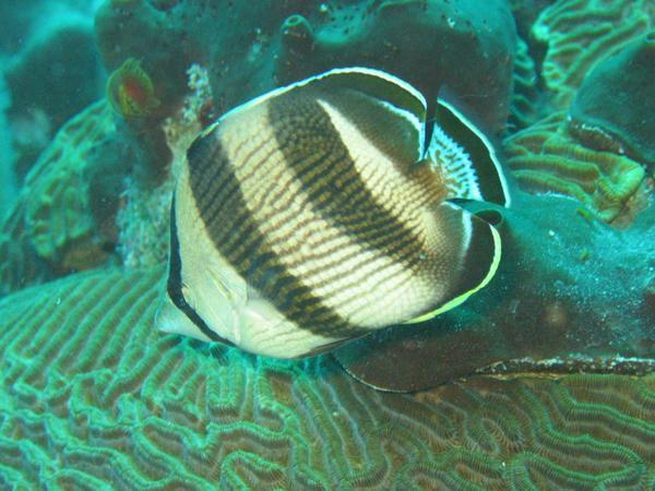 Butterflyfish - Banded Butterflyfish