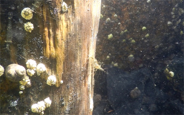 Shrimps - Sevinspine Bay Shrimp