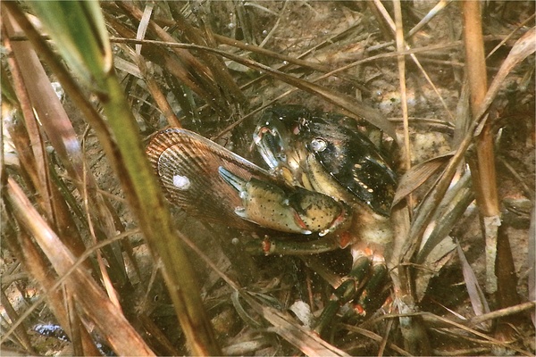 True Crabs - European Green Crab