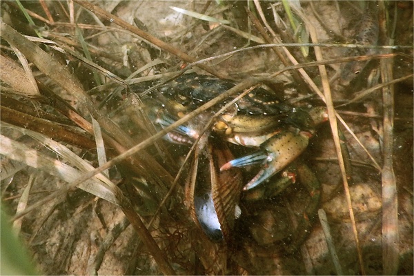 True Crabs - European Green Crab