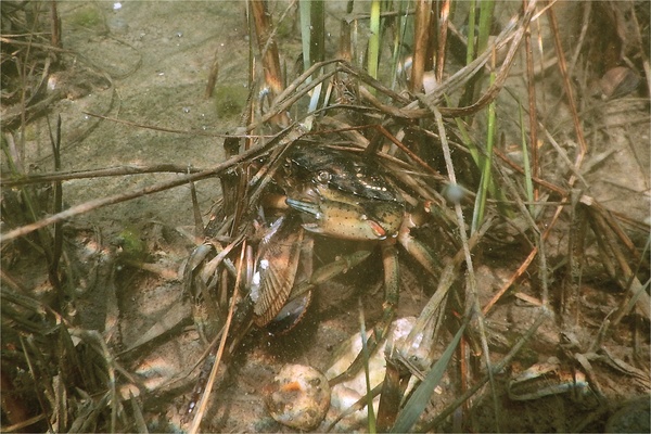 True Crabs - European Green Crab