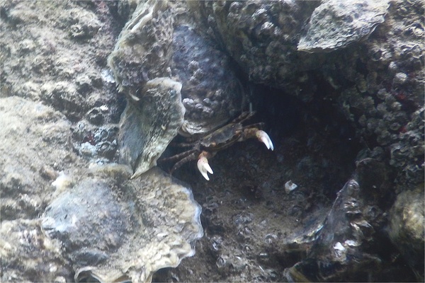  - Asian Shore Crab