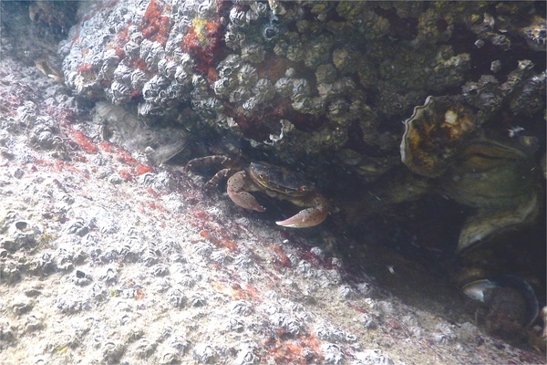  - Asian Shore Crab