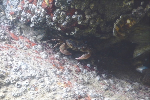  - Asian Shore Crab