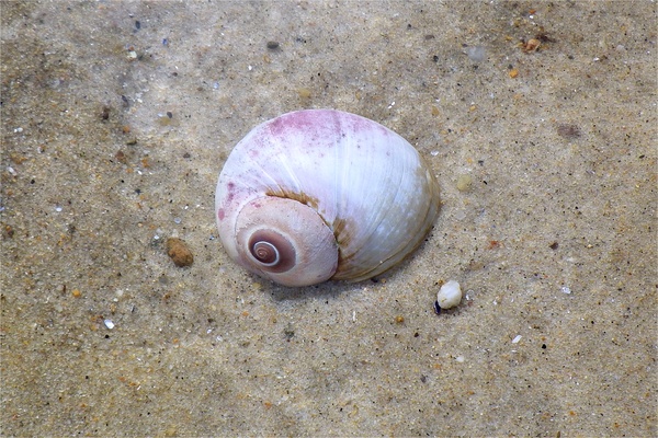 Sea Snails - Northern Moon Snail