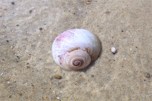 Sea Snails - Northern Moon Snail