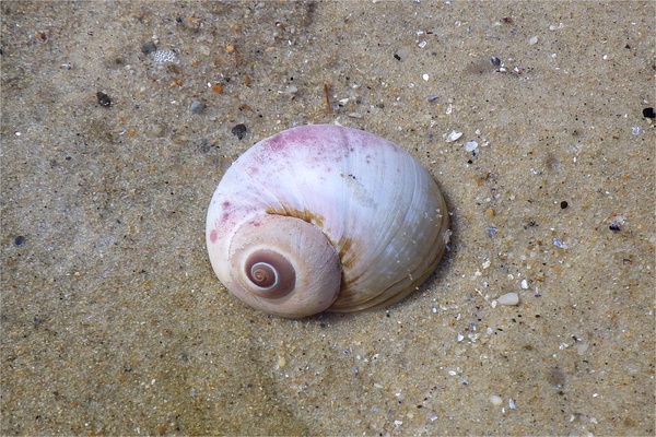 Sea Snails - Northern Moon Snail