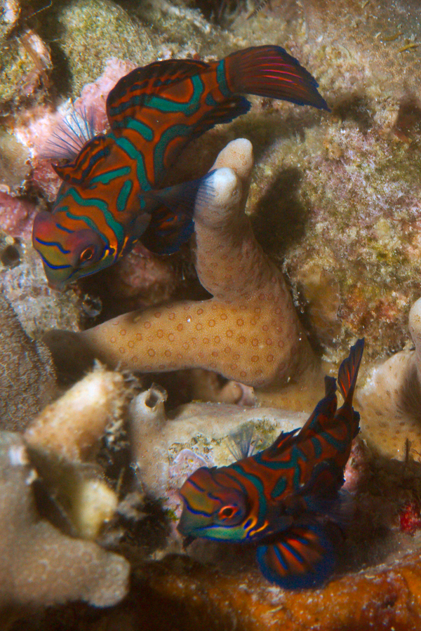 Dragonets - Mandarin Fish