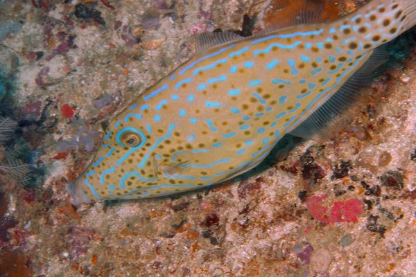 Filefish - Scrawled Filefish