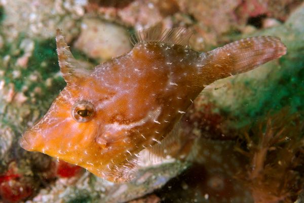 Filefish - Bristle-tail Filefish