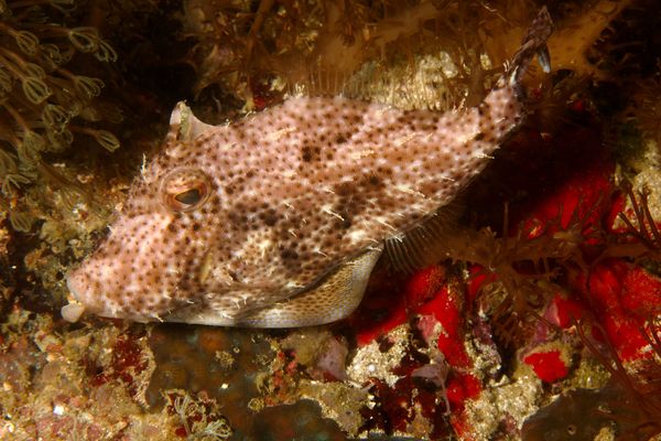 Filefish - Strap-weed Filefish