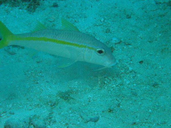 Goatfish - Yellow Goatfish