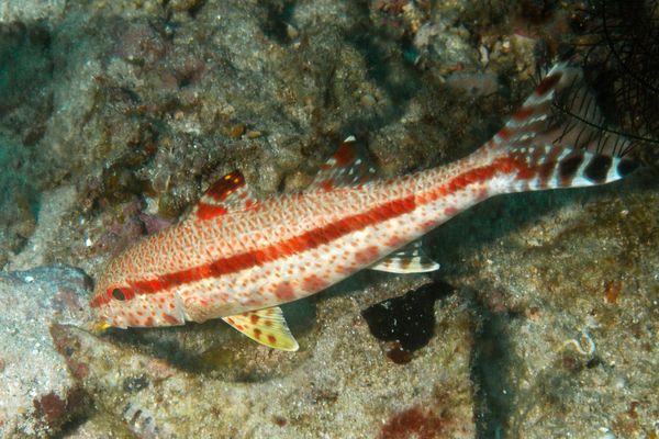 Goatfish - Freckled Goatfish