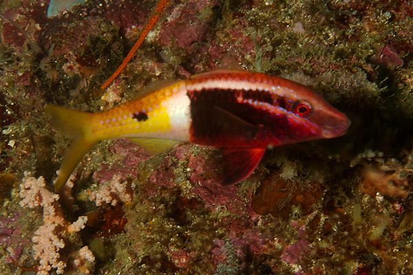 Goatfish - Bicolor Goatfish