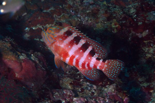 Groupers - Saddle Grouper