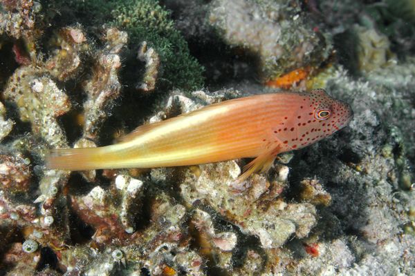 Hawkfish - Blackside Hawkfish