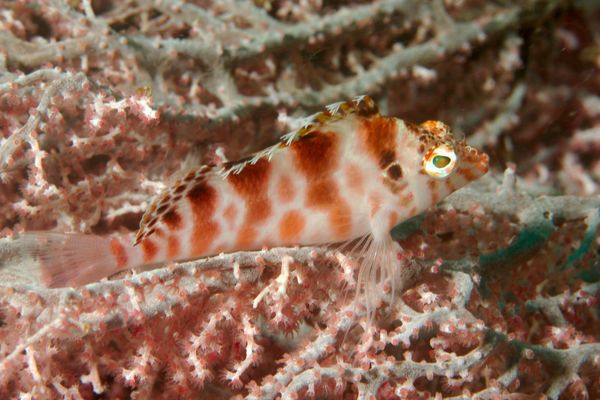 Hawkfish - Threadfin Hawkfish